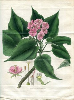 1829ǯ Curtis Botanical Magazine No.2905  ɥ٥° DOMBEYA ANGULATA