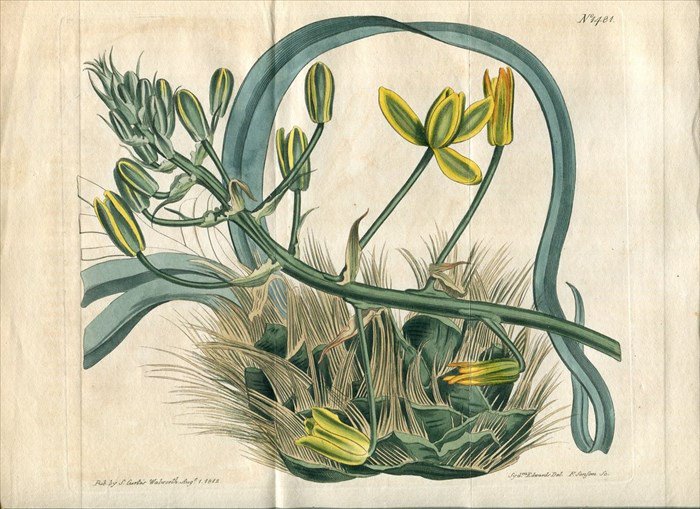 1812年 Curtis Botanical Magazine No.1481 キジカクシ科 アルブカ属 ALBUCA SETOSA -  アンティークプリント 博物画 ボタニカルアートの通販サイト Spirito di Artigiano