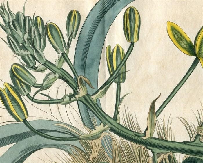 1812年 Curtis Botanical Magazine No.1481 キジカクシ科 アルブカ属