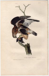 1840ǯ Audubon Birds of America Pl.11  Υ° Υ Rough-legged Buzzard