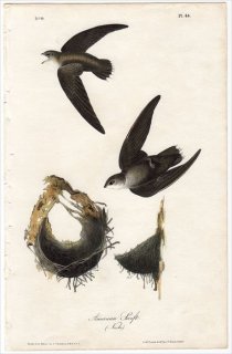 1840ǯ Audubon Birds of America Pl.44 ޥĥХ ץǥ° ॸޥĥХ American Swift