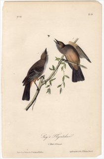 1840ǯ Audubon Birds of America Pl.59 祦 ĥҥϥȥ° 㥤ĥҥϥȥ Say's Flychatcher