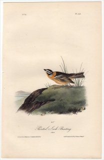 1840ǯ Audubon Birds of America Pl.153 ĥʥۥ ĥʥۥ° ҥХĥʥۥ Painted Lark-Bunting