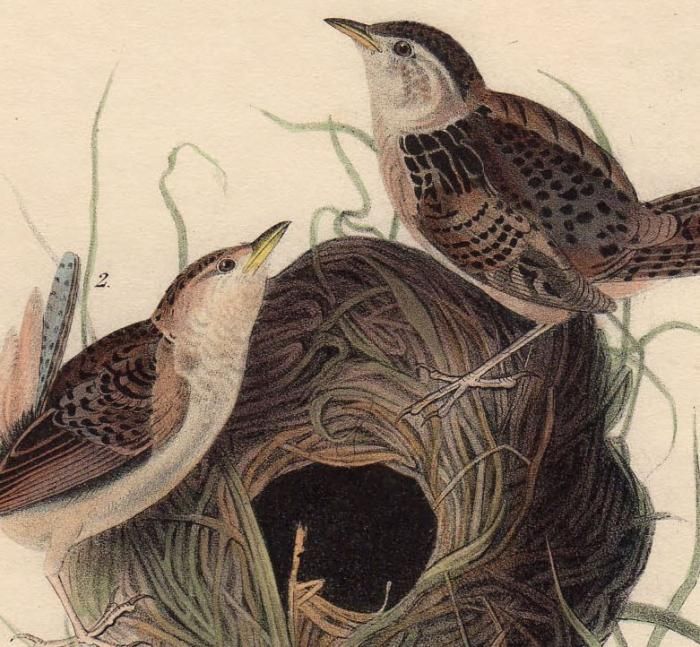 【リトグラフ】オーデュボン「アメリカの鳥類」NO.36 PL.179 単葉 初版 オーデュボンの鳥: 『アメリカの鳥類』セレクション | ジョン