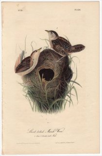 1840ǯ Audubon Birds of America Pl.124 ߥ Х̥ޥߥ Short billed Marsh Wren