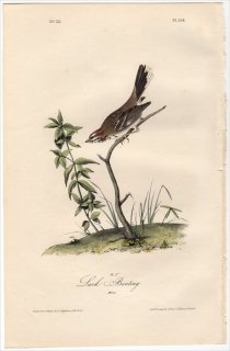 1840ǯ Audubon Birds of America Pl.158 ޥե ȥ Lark Bunting