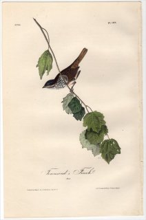 1840ǯ Audubon Birds of America Pl.188 ޥե °  Townsend's Finch