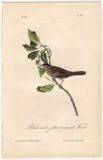 1840ǯ Audubon Birds of America Pl.193 ޥե ߥޥȥ° 饷ȥ Black-and-yellow-crowned Finch