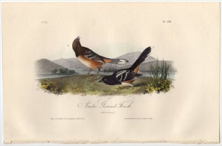 1840年 Audubon Birds of America Pl.194 ゴマフスズメ科 トウヒチョウ属 ワキアカトウヒチョウ Arctic Ground-Finch