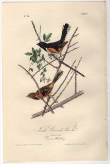 1840年 Audubon Birds of America Pl.195 ゴマフスズメ科 トウヒチョウ属 ワキアカトウヒチョウ Towhe Ground-Finch