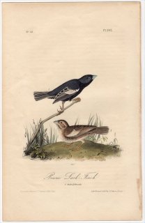 1840ǯ Audubon Birds of America Pl.202 ޥե ҥХҥɥ Prairie Lark-Finch