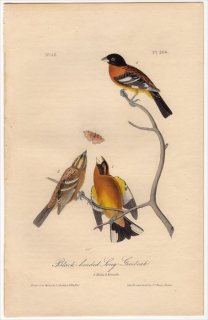1840ǯ Audubon Birds of America Pl.206 祦祦祦 Х饤 Black-headed Song Grosbeak