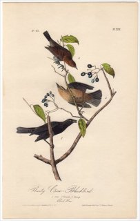1840ǯ Audubon Birds of America Pl.222 ९ɥɥ ९ɥɥ Rusty Crow-Blackbird