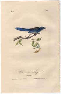 1840ǯ Audubon Birds of America Pl.232 饹 ꥫ° ꥫ Ultramarine Jay