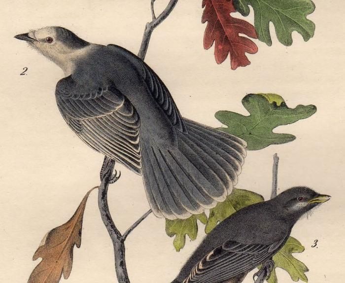 アメリカのオーデュボン鳥からヴィンテージアルフレッドミーキン正方形