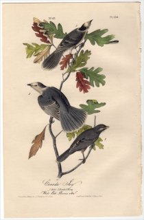 1840ǯ Audubon Birds of America Pl.234 饹 ° ʥ Canada Jay