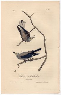 1840年 Audubon Birds of America Pl.235 カラス科 ホシガラス属 ハイイロホシガラス Clarke's Nutcracker
