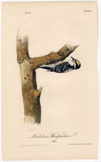 1840ǯ Audubon Birds of America Pl.265 ĥĥ ߥӥ° ꥫߥӥ Audubons' Woodpecker ͺ