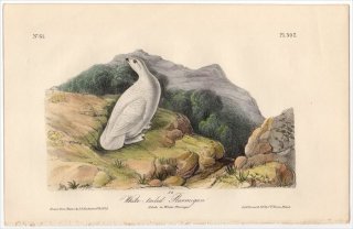1840ǯ Audubon Birds of America Pl.302  饤祦° 饤祦 White-tailed Ptarmigan