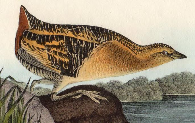 John James Audubon アメリカ鳥類博物画の本 アメリカの鳥類 - Wikipedia