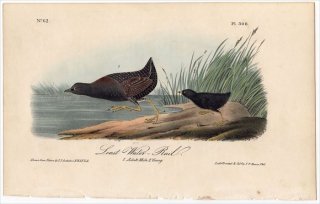 1840ǯ Audubon Birds of America Pl.308 ʲ °  Least Water-Rail