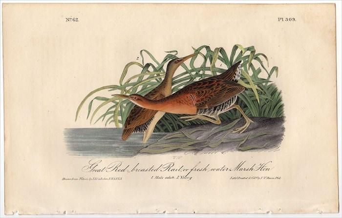 1840年 オーデュボン アメリカの鳥類 初版 手彩色 石版画 Pl.302 キジ