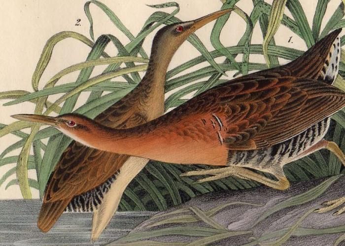 John James Audubon アメリカ鳥類博物画の本 71U6R-mu1RL._AC_UF350,
