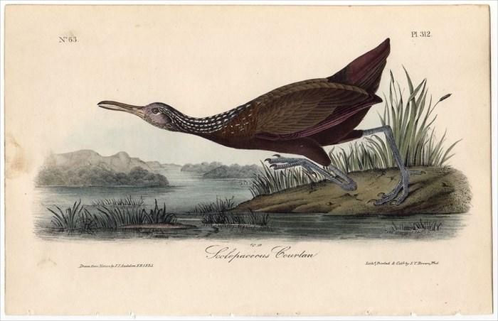 リトグラフ】オーデュボン「アメリカの鳥類」NO.15 PL.71 単葉