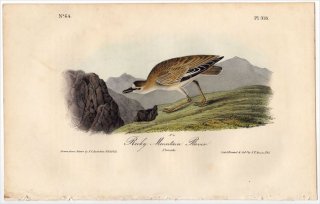 1840ǯ Audubon Birds of America Pl.318 ɥ ɥ° ߥޥɥ Rocky Mountain Plover