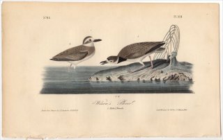 1840ǯ Audubon Birds of America Pl.319 ɥ ɥ° 륽ɥ Wilson's Plover