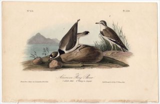 1840ǯ Audubon Birds of America Pl.320 ɥ ɥ° ߥɥ American Ring Plover
