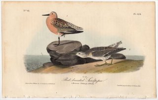 1840ǯ Audubon Birds of America Pl.328  Х° Х Red-breasted Sandpiper