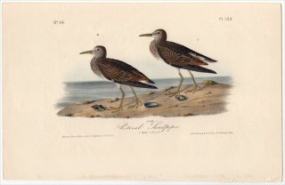 1840ǯ Audubon Birds of America Pl.329  Х° ꥫ饷 Pectoral Sandpiper