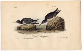 1840ǯ Audubon Birds of America Pl.330  Х° 饵ϥޥ Purple Sandpiper