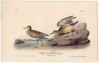 1840ǯ Audubon Birds of America Pl.331  󥷥° 󥷥 Buff breasted Sandpiper