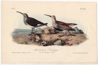 1840ǯ Audubon Birds of America Pl.332  Х° ϥޥ Red-backed Sandpiper
