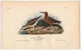 1840ǯ Audubon Birds of America Pl.333  Х° ϥޥ Curlew Sandpiper