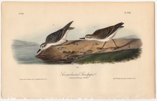 1840ǯ Audubon Birds of America Pl.336  Х° ҥ쥢ȥͥ Semipalmated Sandpiper