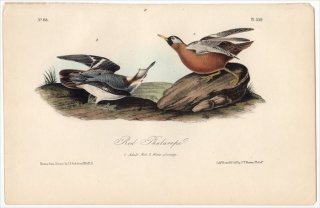 1840ǯ Audubon Birds of America Pl.339 ҥ쥢 ҥ쥢° ϥҥ쥢 Red Phalarope