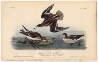 1840ǯ Audubon Birds of America Pl.340 ҥ쥢 ҥ쥢° ҥ쥢 Hyperborean Phalarope