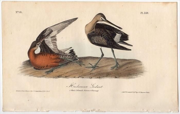 John James Audubon アメリカ鳥類博物画の本 71U6R-mu1RL._AC_UF350,