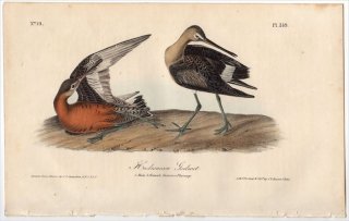 1840ǯ Audubon Birds of America Pl.349  ° ꥫ Hudsonian Godwit