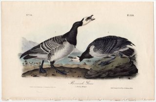 1840ǯ Audubon Birds of America Pl.378  °  Bernacle Goose