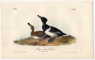 1840ǯ Audubon Birds of America Pl.398  ° ӥ省󥯥 Ring-necked Duck