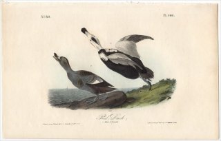 1840年 Audubon Birds of America Pl.400 カモ科 カササギガモ属 カササギガモ Pied Duck