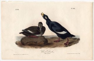 1840ǯ Audubon Birds of America Pl.401  ° ӥɥ󥯥 Velvet Duck