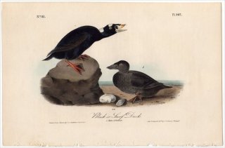 1840ǯ Audubon Birds of America Pl.402  ° ʥߥ󥯥 Black or Surf Duck