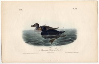 1840年 Audubon Birds of America Pl.403 カモ科 クロガモ属 クロガモ American Scoter Duck
