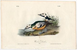 1840年 Audubon Birds of America Pl.407 カモ科 コケワタガモ属 コケワタガモ Western Duck