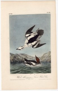 1840年 Audubon Birds of America Pl.414 カモ科 アイサ属 ミコアイサ White Merganser Smew
